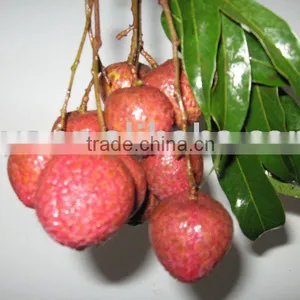 Lychee thumbnail-1