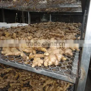 WASHED FRESH GINGER thumbnail-5