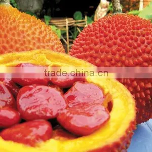 Frozen Gac Puree-applications Like Juices, Sauces, Marinades and Jams/ Processing: Essential Oil, Functional Food, Beverage thumbnail-3