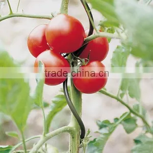 2017 New Design Tomato Spiral Plant Support/tomato Spiral/spiral Tomato Stake thumbnail-1