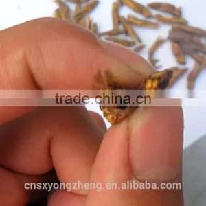China Supplier Insect Protein Dried Grasshoppers thumbnail-2