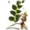 Pterostilbene thumbnail-1