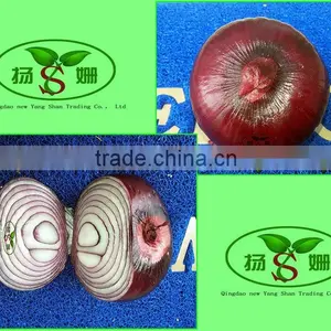 Wholesale Yellow Onion Packing In Mesh Bag At A Competitive Market Price thumbnail-6