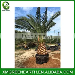Phoenix Canariensis Palms Trunk 1m (1) thumbnail-2