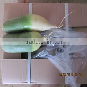 2016 New Crop Fresh Radish Price thumbnail-2