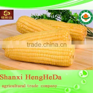 Yellow Corn for Human Consumption thumbnail-2