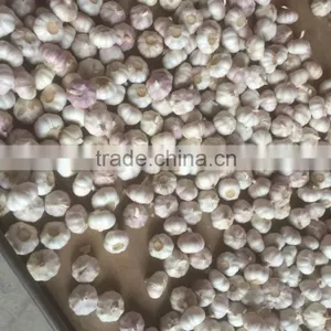 Garlic thumbnail-4