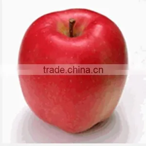 Apple Polyphenol 20%-80% thumbnail-4