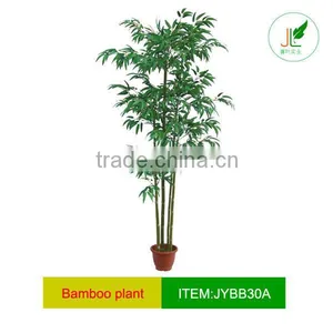 Silk Bamboo Plants thumbnail-1