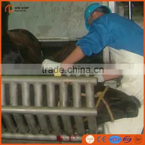 Livestock Cattle Pneumatic Reverse Case for Islamic Slaughter thumbnail-4