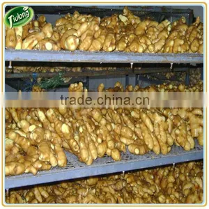 Market Price for Big Ginger thumbnail-1