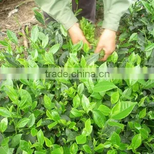 Vietnam Traditional GREEN TEA thumbnail-4