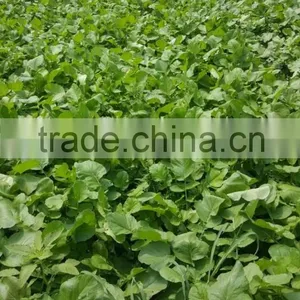 Green Radish thumbnail-4