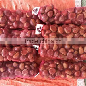Fresh Chestnut China Origin 40-60pcs thumbnail-1