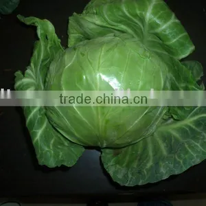 0.5kg Fresh Green Round Cabbage thumbnail-1