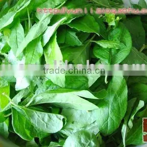 Goji Leaves thumbnail-1