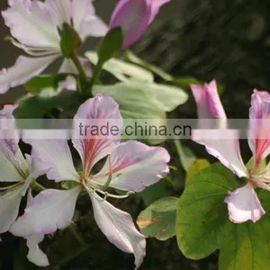 Bauhinia Variegata thumbnail-6