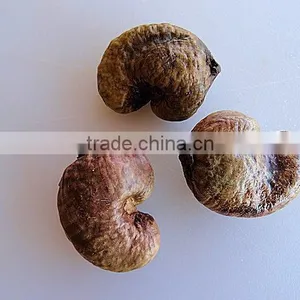 Kaju Fruits Tree Seeds Anacardium Occidentale Cashew Seed thumbnail-2