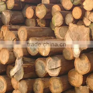 Professional Hammer Type Machine for Producing Sawdust thumbnail-3