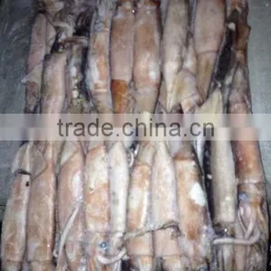 Frozen Whole Round Squid Todarodes Pacificus thumbnail-4