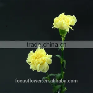 First Class Blue Fresh Cut Carnations Yellow Flowers to the Beloved thumbnail-6