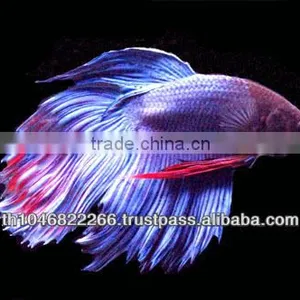 Wholesale Betta Fish / Ornamental Fish thumbnail-1