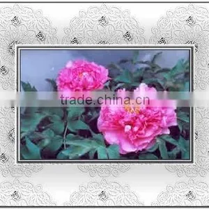 Tree Peony Plant Root 3 Years Old Pink Color thumbnail-1