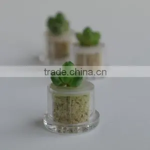 Miniplant "Emerald Angel" Mini Succulent Plant With Mobile Phone Strap thumbnail-1