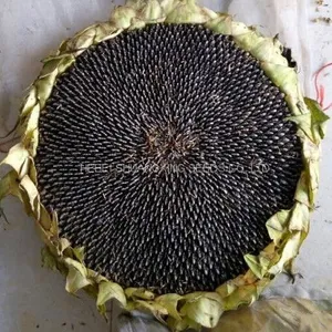 Raw Natural Chinese Black Sunflower Seeds for Planting thumbnail-4