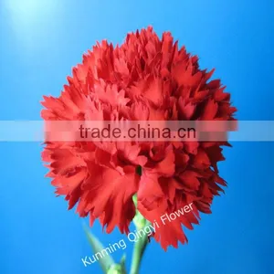 Fresh Cut Flowers Red Carnation thumbnail-1