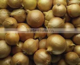 Vacuum Packed Peeled Onion thumbnail-1