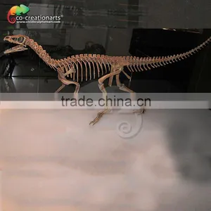 Dinosaur Fossil Replica for Dinosaur Museum Educational Sample thumbnail-2