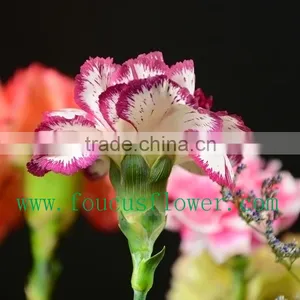 Best Quality Hot Sale Dried Flowers Red Wedding Invitations Real Touch Flowers thumbnail-3