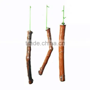 Natural and Clean Pet Wooden Toys thumbnail-1