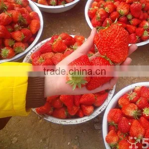 BIG SIZE FRESH STRAWBERRY thumbnail-6