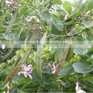 Bauhinia Variegata thumbnail-4
