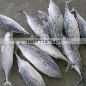 SEAFOOD BONITO TUNA thumbnail-1