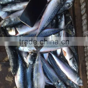 Seafrozen Pacific Mackerel thumbnail-3
