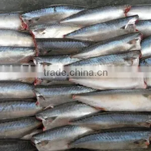 Land Frozen Pacific Mackerel Headless thumbnail-5