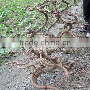 Ginkgo Biloba Bonsai S Shape thumbnail-1