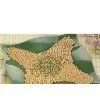 Organic Soybean thumbnail-1