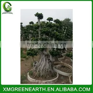Ficus Microcarpa Multiroots 2m (1) thumbnail-1