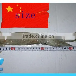 Frozen Whole Illex Squid thumbnail-2