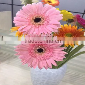 From China Fresh Cut Flower Multicolor Gerbera For Wholesale thumbnail-2