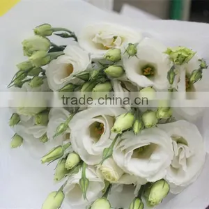 Best Selling High Quality Fresh Euatomas thumbnail-1