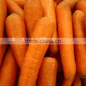 New Crop Chinese High Quality Fresh Carrot for Sale / Boil Carrots / to Make Carrot Cake thumbnail-2