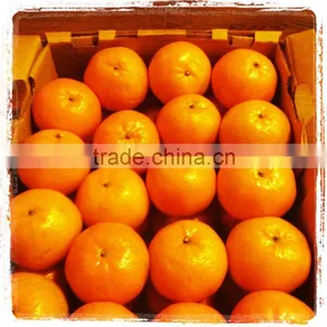 Fresh Mandarin thumbnail-1