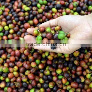 Vietnam Robusta Coffee Bean thumbnail-3