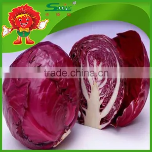 Chinese Fat Red Cabbage Fresh Purple Cabbage thumbnail-6