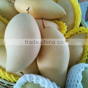 Namdokmai Fresh Golden Mango Grade A 250-300 G Loose Pack From Thailand thumbnail-2